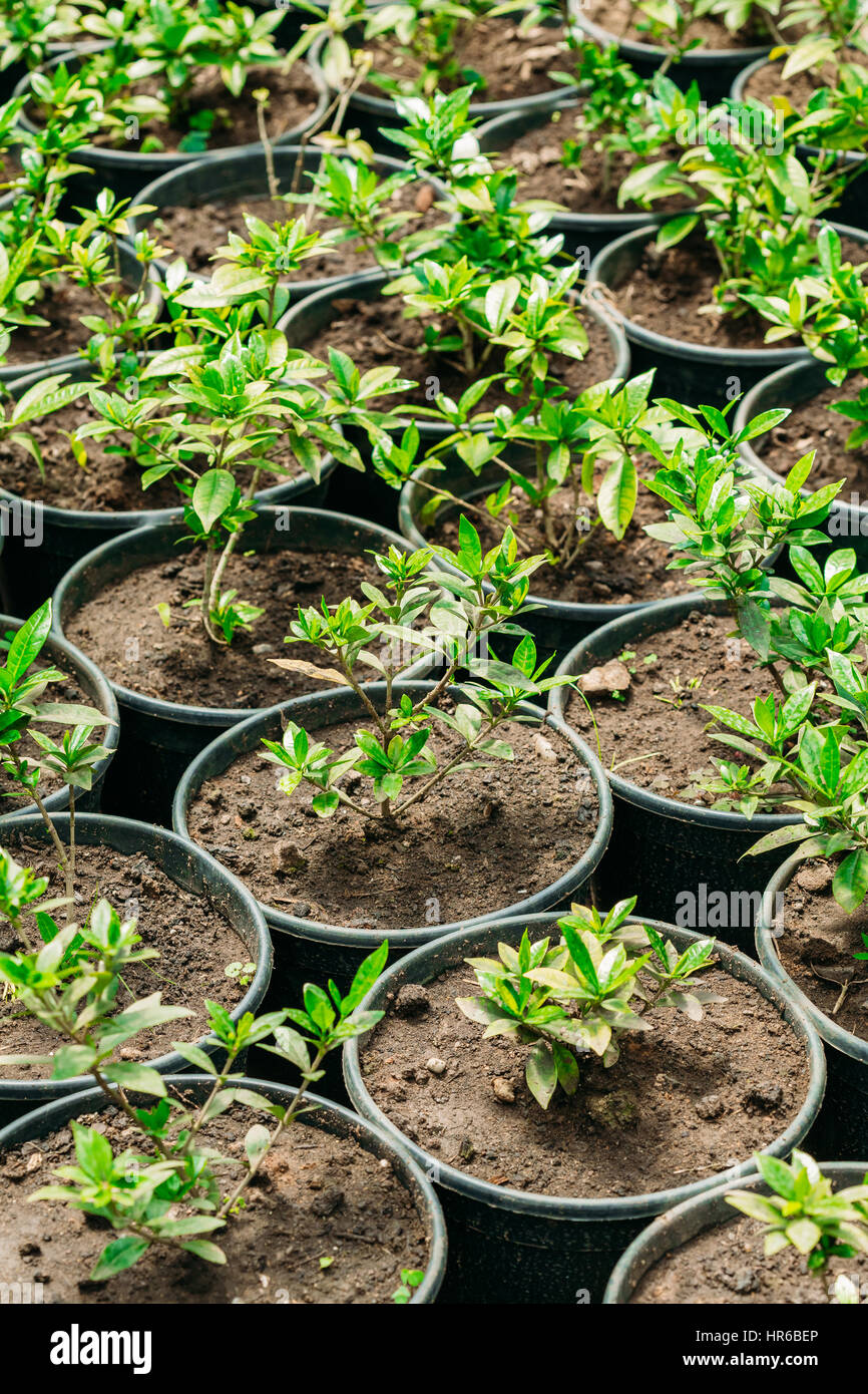 Kleine grüne Sprossen der Anlage mit Blatt, Blätter wachsen aus dem Boden In Töpfen im Gewächshaus oder Gewächshaus. Frühling, Konzept des neuen Lebens. Stockfoto