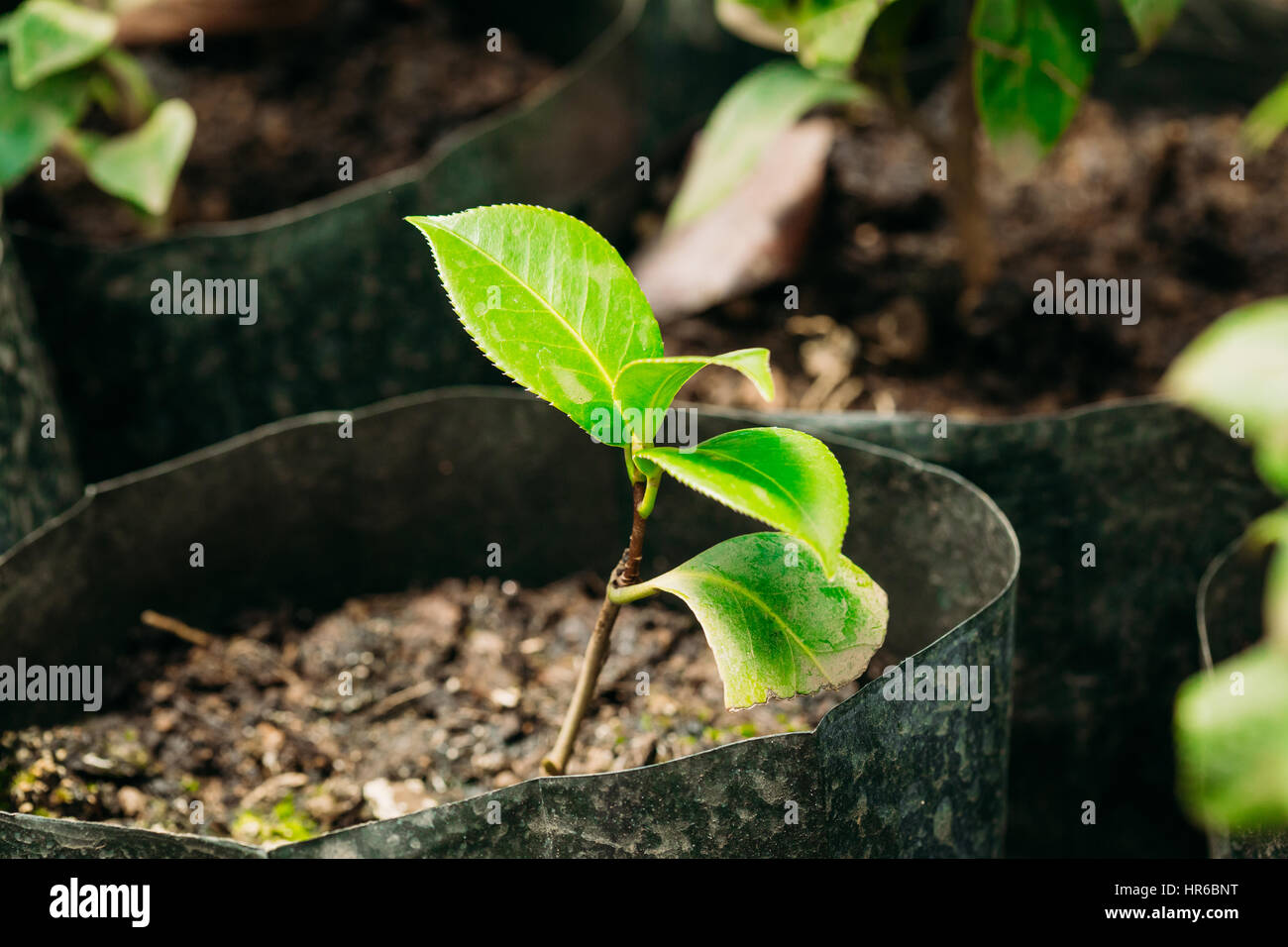 Kleine grüne Sprossen Baum Pflanze mit Blatt, Blätter wachsen aus dem Boden im Topf im Gewächshaus oder Gewächshaus. Frühling, Konzept des neuen Lebens. Stockfoto