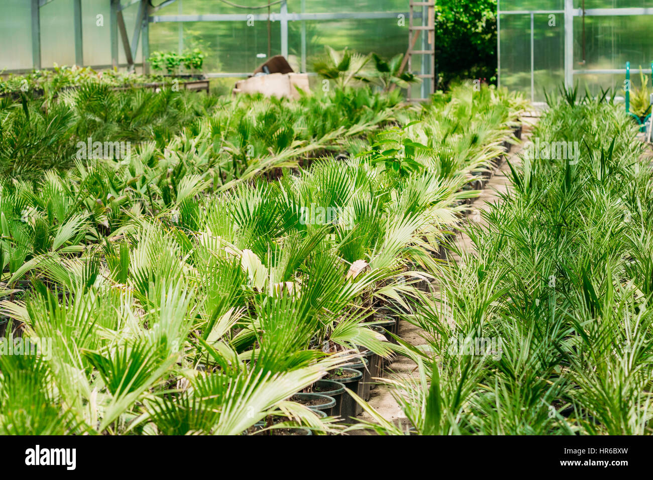 Kleine grüne Sprossen Pflanze Palme mit Blatt, Blätter wachsen aus dem Boden In Töpfen im Gewächshaus oder Gewächshaus. Frühling, Konzept des neuen Lebens. Stockfoto