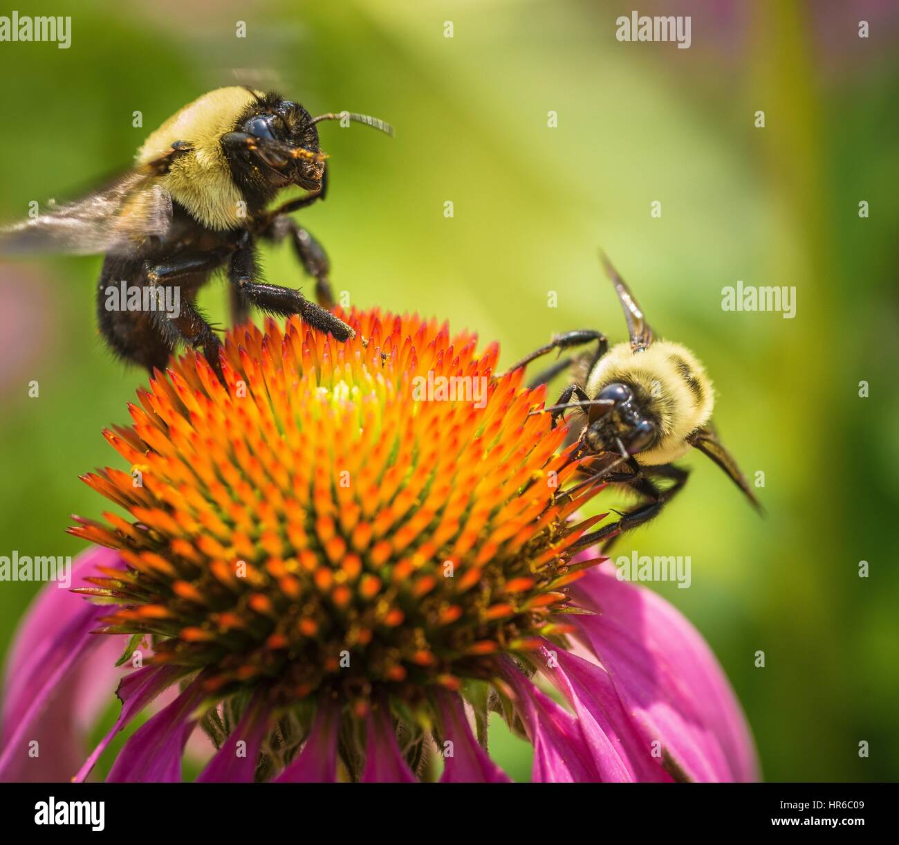 Echinacea und Bienen sammeln Pollen in der Volksrepublik Garten, Washington, D.C. Bild mit freundlicher Genehmigung Lance Cheung/USDA, 22. Juni 2016. Stockfoto