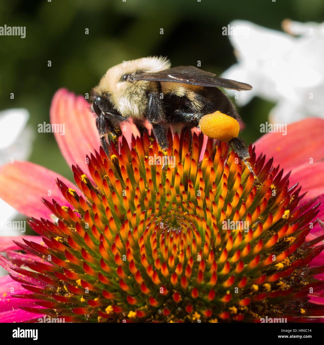 Echinacea und Bumblebee sammeln Pollen in der Volksrepublik Garten, Washington, D.C. Bild mit freundlicher Genehmigung Lance Cheung/USDA, 22. Juni 2016. Stockfoto