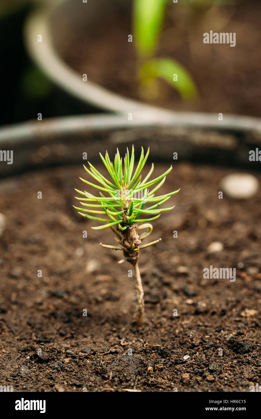 Kleine grüne Sprossen Kiefer Baum Pflanze mit Blatt, Blätter wachsen aus dem Boden im Topf im Gewächshaus oder Gewächshaus. Frühling, Konzept des neuen Lebens. Stockfoto