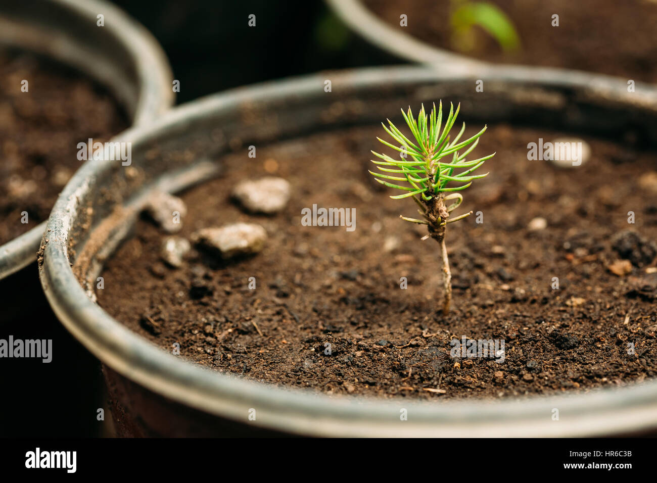 Kleine grüne Sprossen Kiefer Baum Pflanze mit Blatt, Blätter wachsen aus dem Boden im Topf im Gewächshaus oder Gewächshaus. Frühling, Konzept des neuen Lebens. Stockfoto