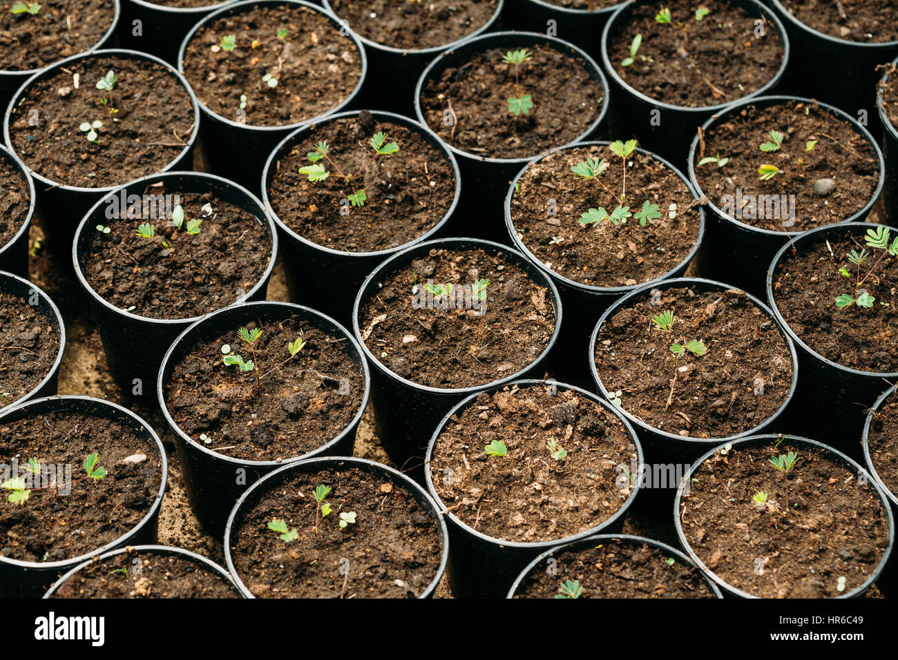 Kleine grüne Sprossen Baum Pflanze mit Blatt, Blätter wachsen aus dem Boden In Töpfen im Gewächshaus oder Gewächshaus. Frühling, Konzept des neuen Lebens. Stockfoto