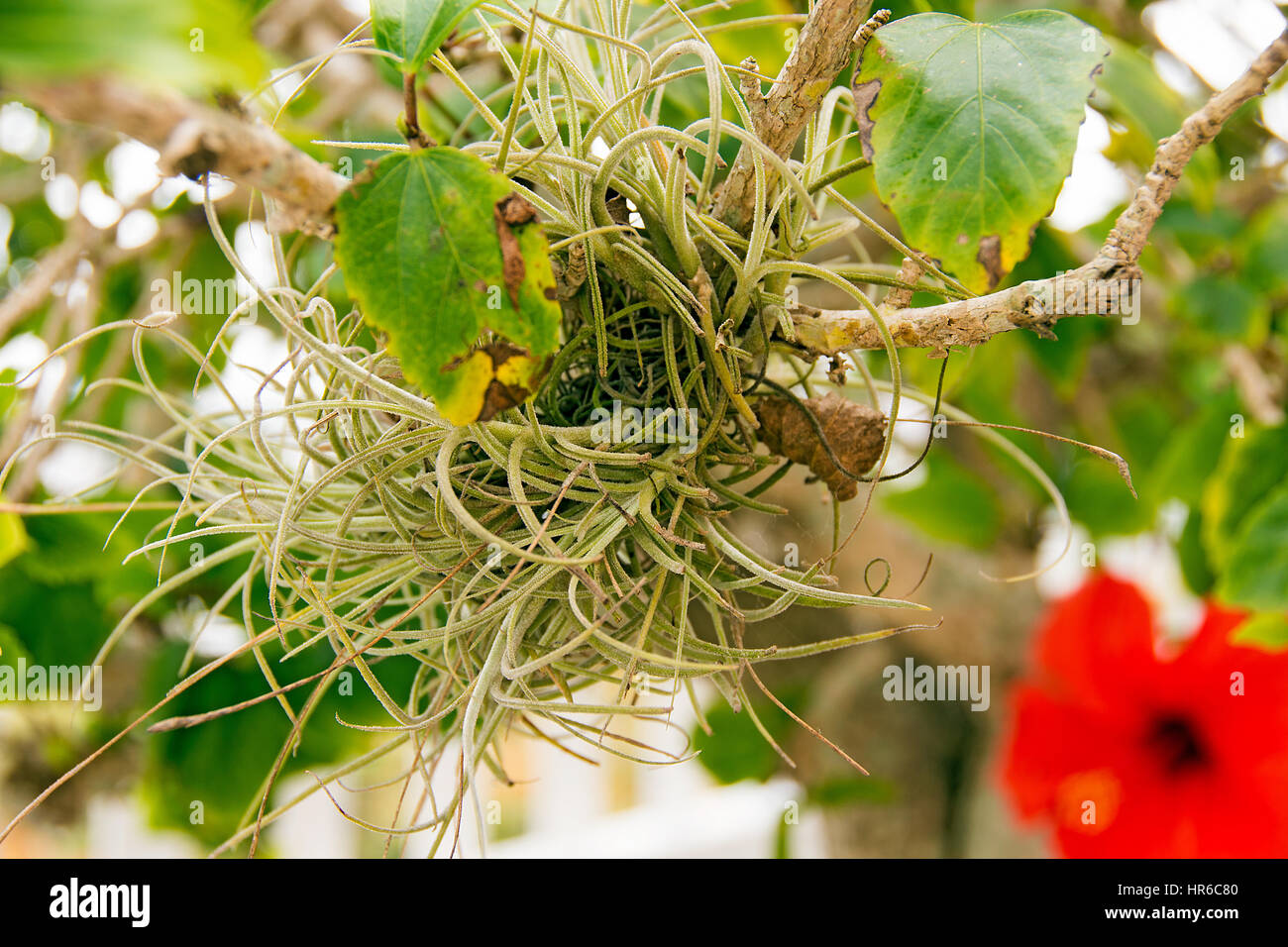 tropische Luft Pflanze wächst auf Hibiskus Baum Stockfoto