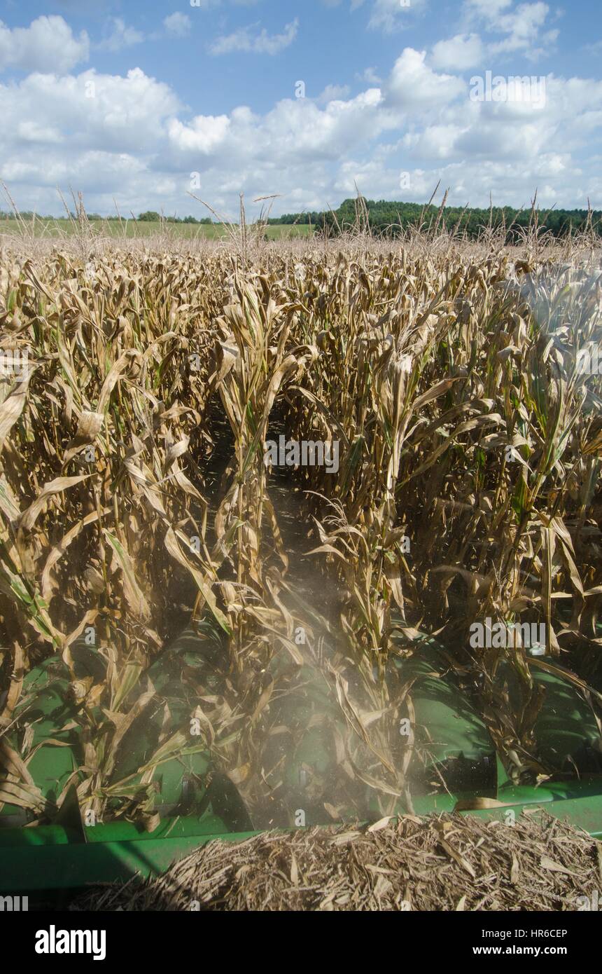 Blick vom Mais Harvester durch ein Feld von Mais in John M Mills und Söhne Farm, Virginia, 30. September 2013. Bild mit freundlicher Genehmigung Lance Cheung/USDA. Stockfoto