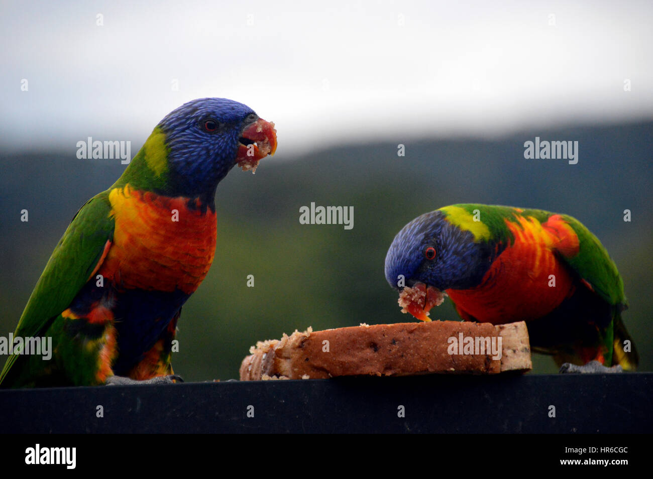 Ein paar zahme Allfarbloris (Trichoglossus Moluccanus) Essen klebrigen geschnitten Brot und Honig auf einem Balkon in Sydney, New South Wales, Australien, Stockfoto