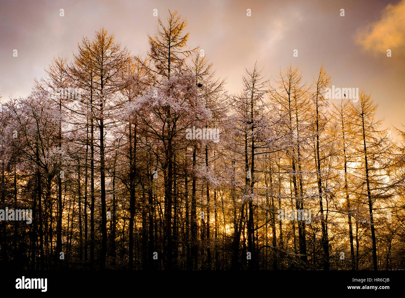 Eine schwache Winter Sonnenuntergang hinter dem tief verschneiten Lärchen Bäume nach einem unerwarteten Schneefall in South Lanarkshire. Stockfoto