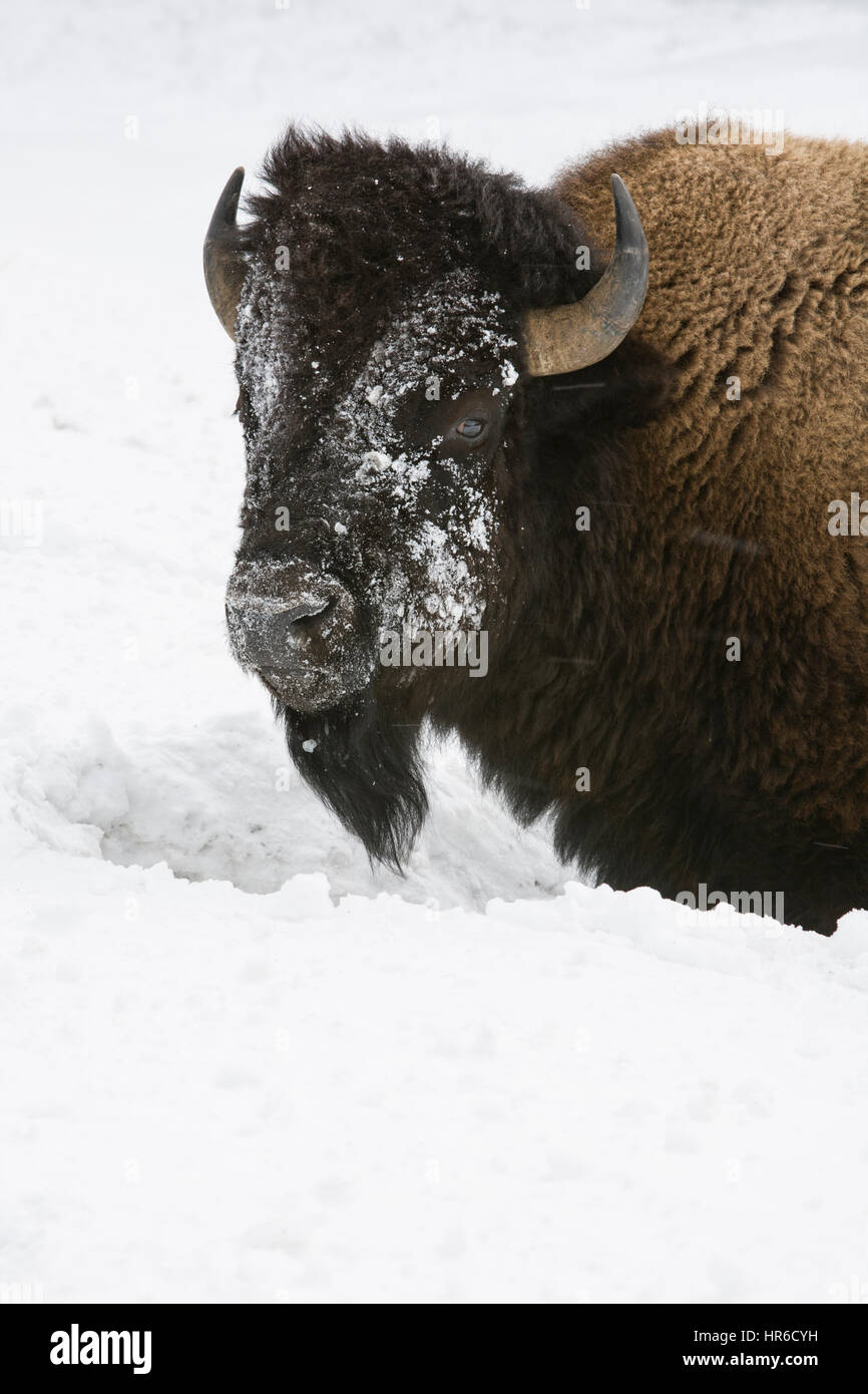 Bison Stierkopf ist mit Schnee vom Pflügen bis Grass, Yellowstone Nationalpark, WY bestäubt. Stockfoto