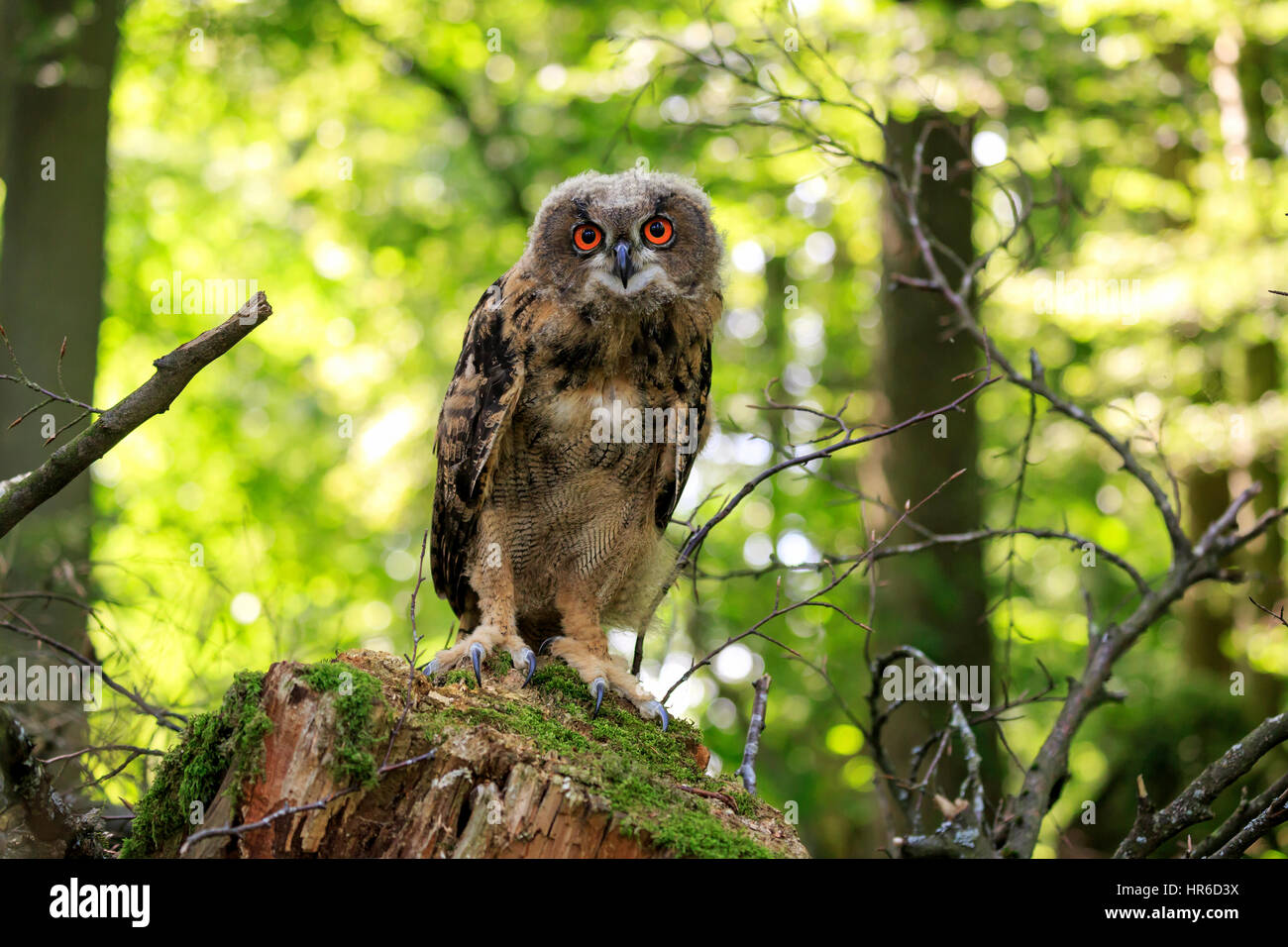 Adler-Eule (Bubo Bubo), Erwachsene auf Zweig, Pelm, Kasselburg, Eifel, Deutschland, Europa Stockfoto