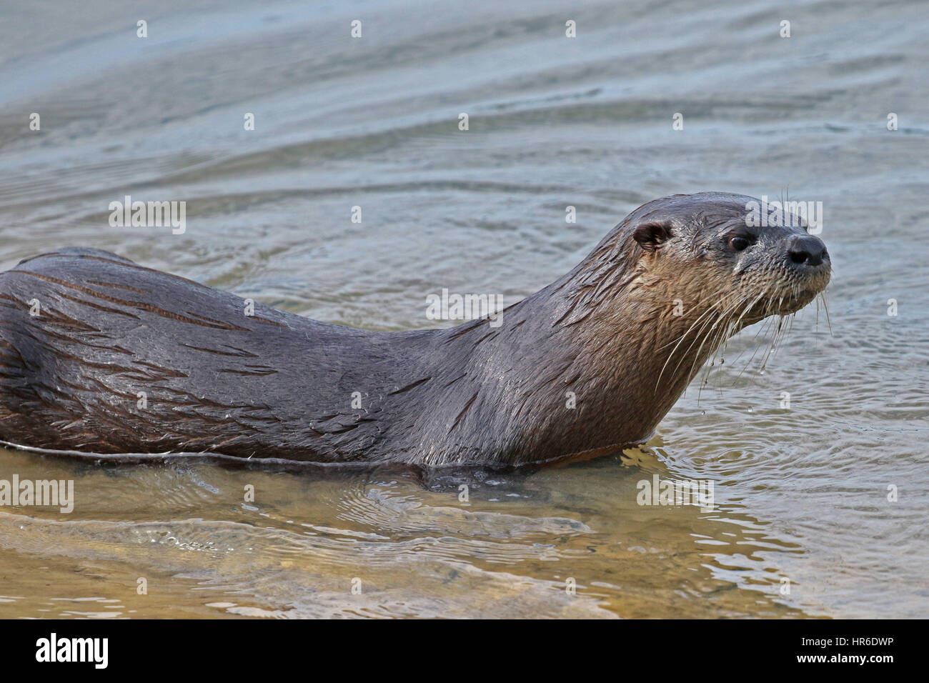 American River Otter, lontra Canadensis Stockfoto