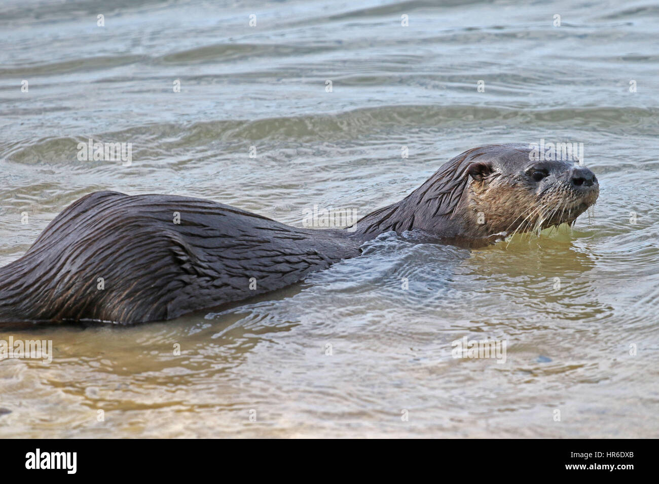 American River Otter, lontra Canadensis Stockfoto