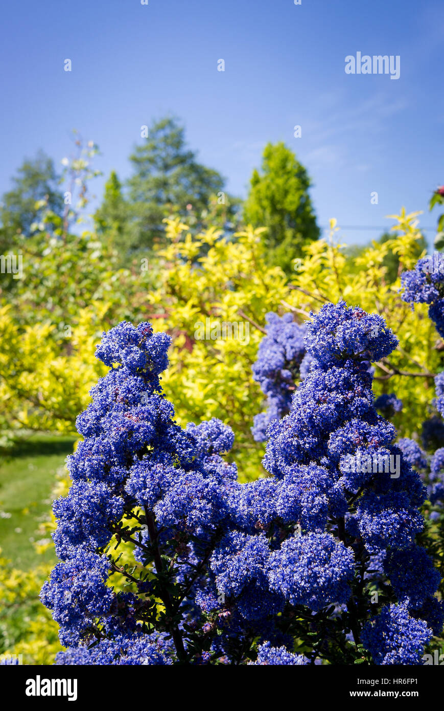 Ceanothus 'Dark Star' blüht im Mai in Großbritannien vor dem Hintergrund von Bäumen und Sträuchern Stockfoto