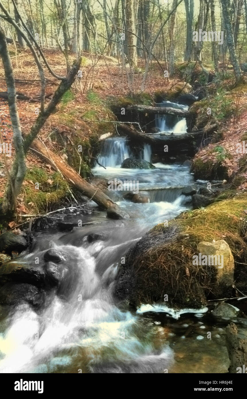 Fallender Bach in einem herbstlichen Wald Stockfoto