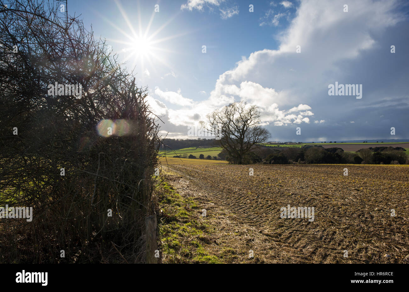 Sun Sterne von strahlendem Sonnenschein über Hampshire und Ackerland im Winter. Stockfoto
