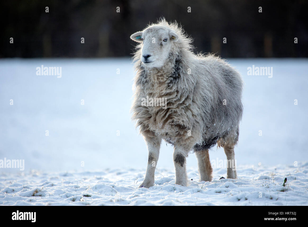 Hardy Herdwick Schafe trotzen eisigen Schneebedingungen im ländlichen Dorf Nannerch befindet sich in Flintshire, Wales Stockfoto
