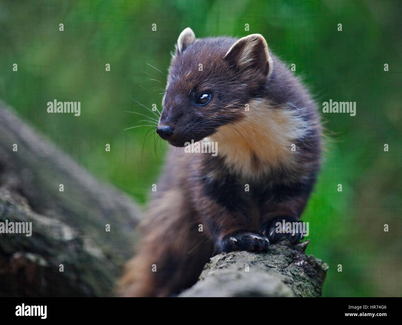 Baummarder (Martes Martes) Stockfoto