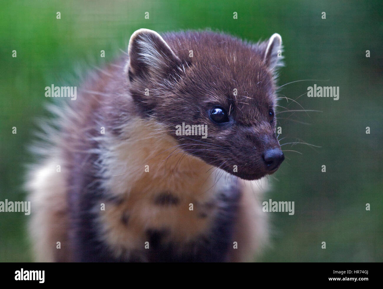 Baummarder (Martes Martes) Stockfoto