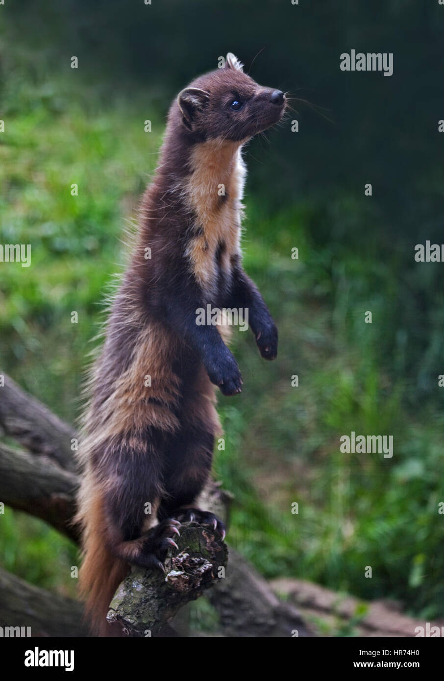 Baummarder (Martes Martes) Stockfoto