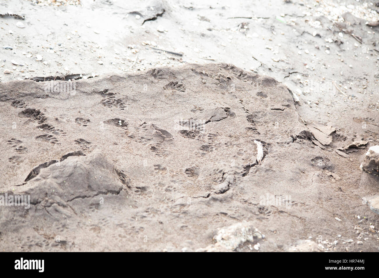Zahlreiche Waschbär verfolgt tief in den sandigen Dreck Stockfoto Zahlreiche Waschbär verfolgt tief in den sandigen Dreck Stockfoto