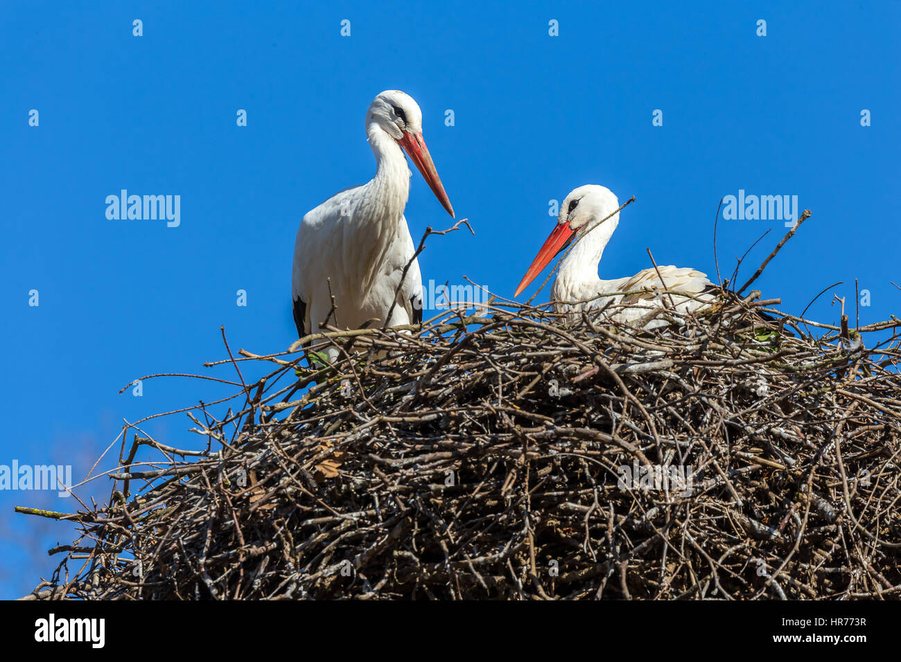 Frühling in der Schweiz mit Weißstörche (Ciconia Ciconia). Stockfoto