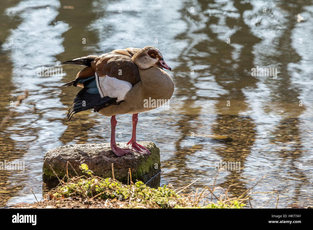 Ägyptische Goos stehen auf Rock, ägyptische Gans (Alopochen Aegyptiacus) ist ein Mitglied der Ente, Gans und Schwan Familie Stockfoto