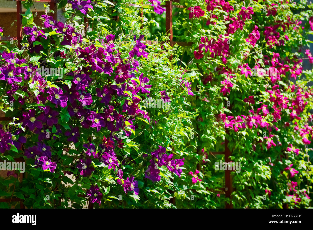 Frühlingsgarten in Blüte. Lila Clematis Blumen auf blühenden Strauch im Sonnenlicht. Stockfoto