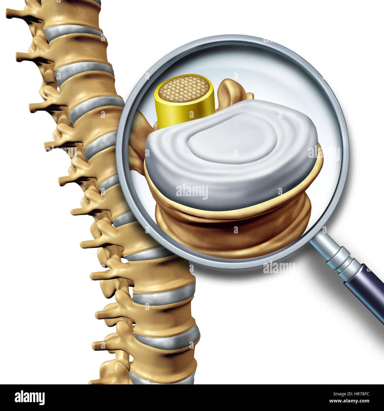 Anatomie der Lendenwirbelsäule segment medizinisches Konzept als eine enge des menschlichen Skeletts zurück als ein Wirbelkörper Vergrößerung. Stockfoto