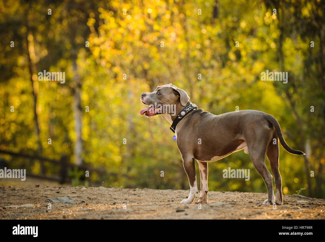 American Pit Bull Terrier Hund Stockfoto