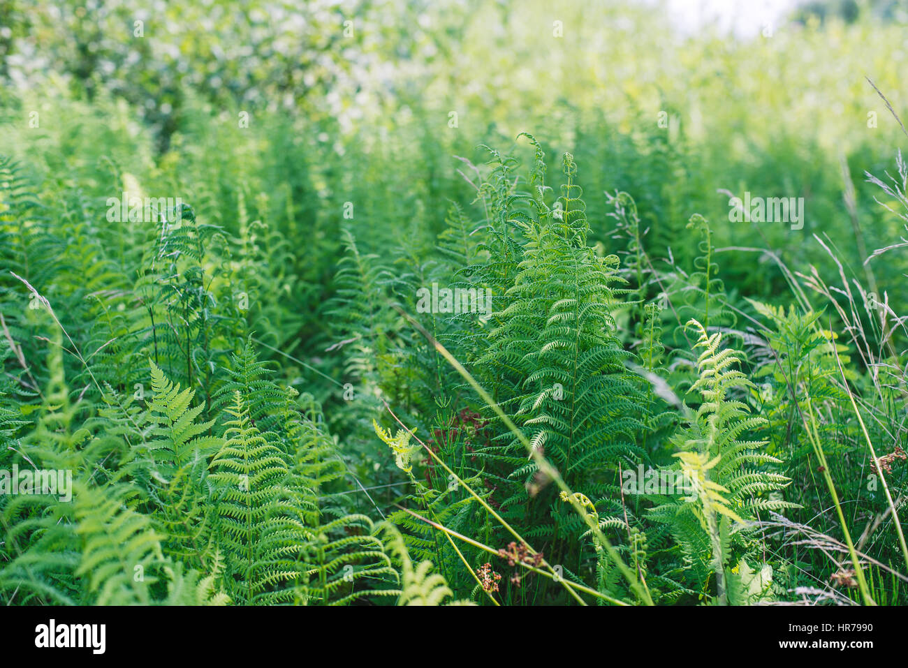 Farn Blätter. Chlorophyll. Gesunde Pflanzen wachsen im Wald auf dem Planeten Erde. Internationaler Tag des Waldes. Stockfoto