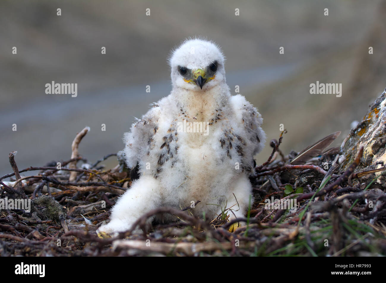 Rough-legged Buzzard Küken im Nest auf Klippe auf Tundra Fluss. Auch kleine Küken der Bird Of Prey bereit für ernsthafte Verteidigung (Küken bewegt und Füße bereit t Stockfoto