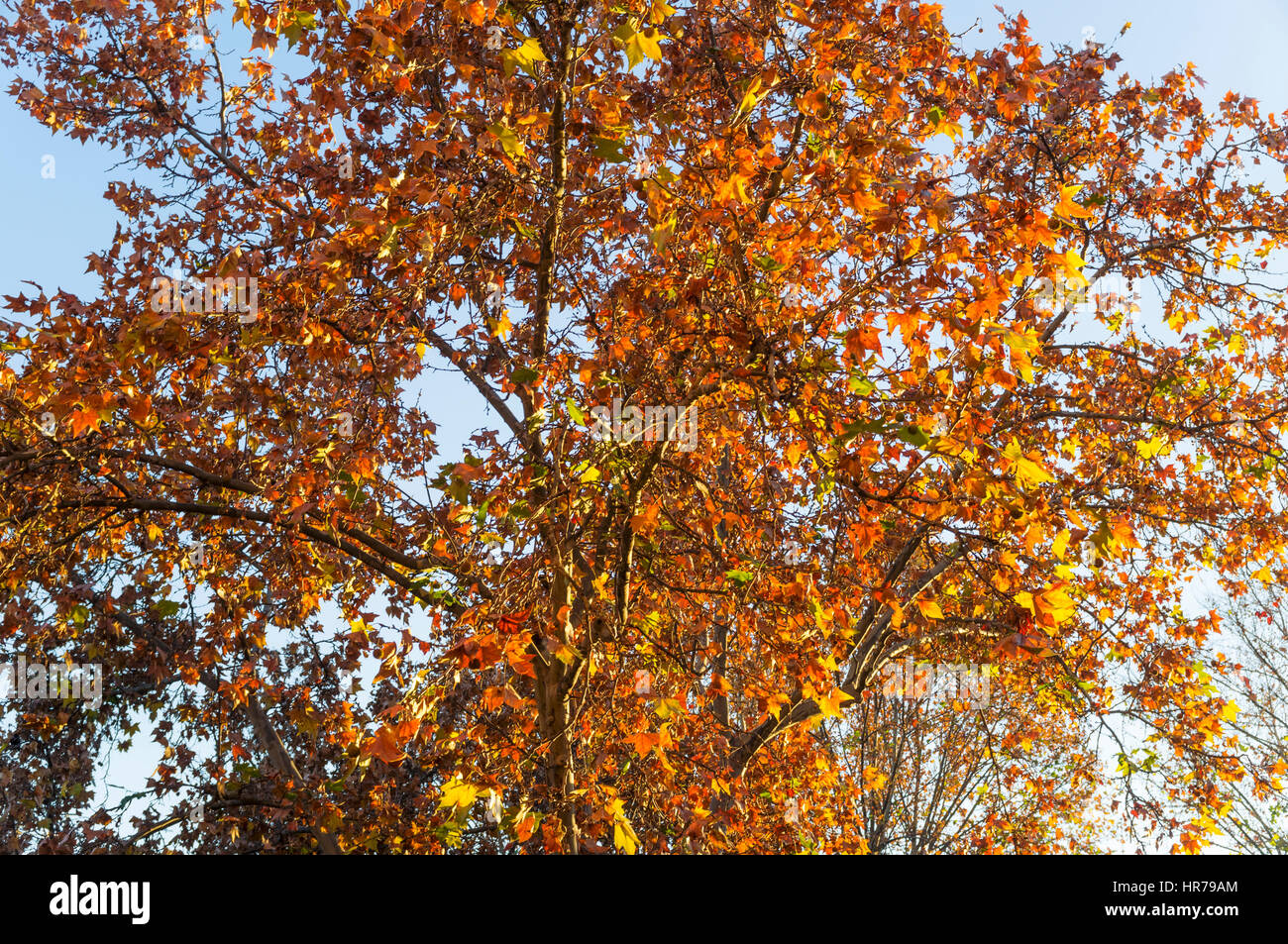 Herbstlicher Baum Platanus (Platanaceae) auch bekannt als Platane in die Stadt Granada, Andalusien, Spanien Stockfoto