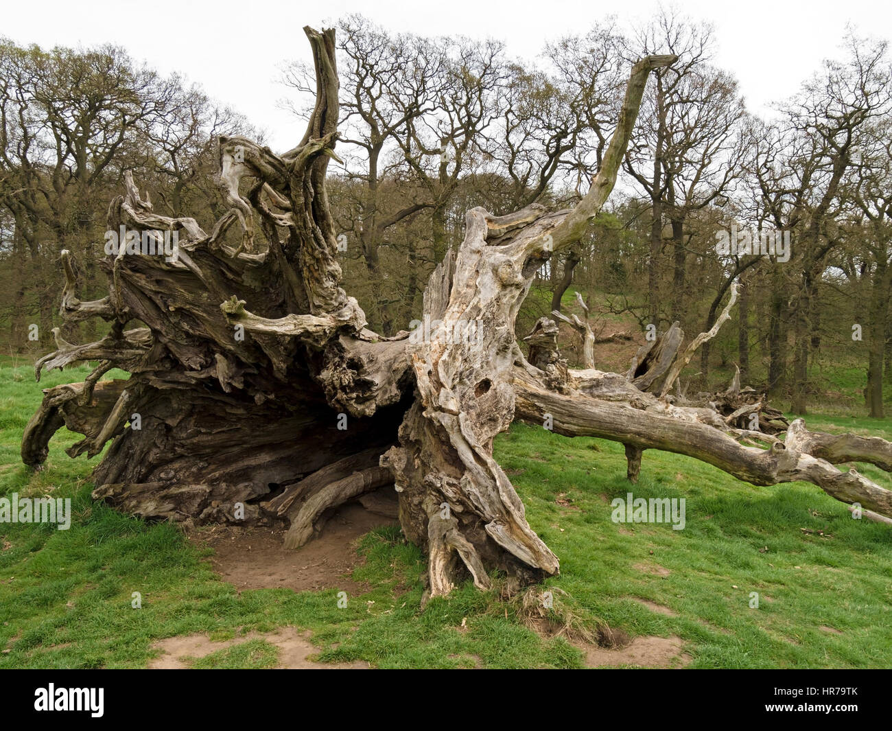 Alten entwurzelt umgestürzten Baum, England, UK Stockfoto