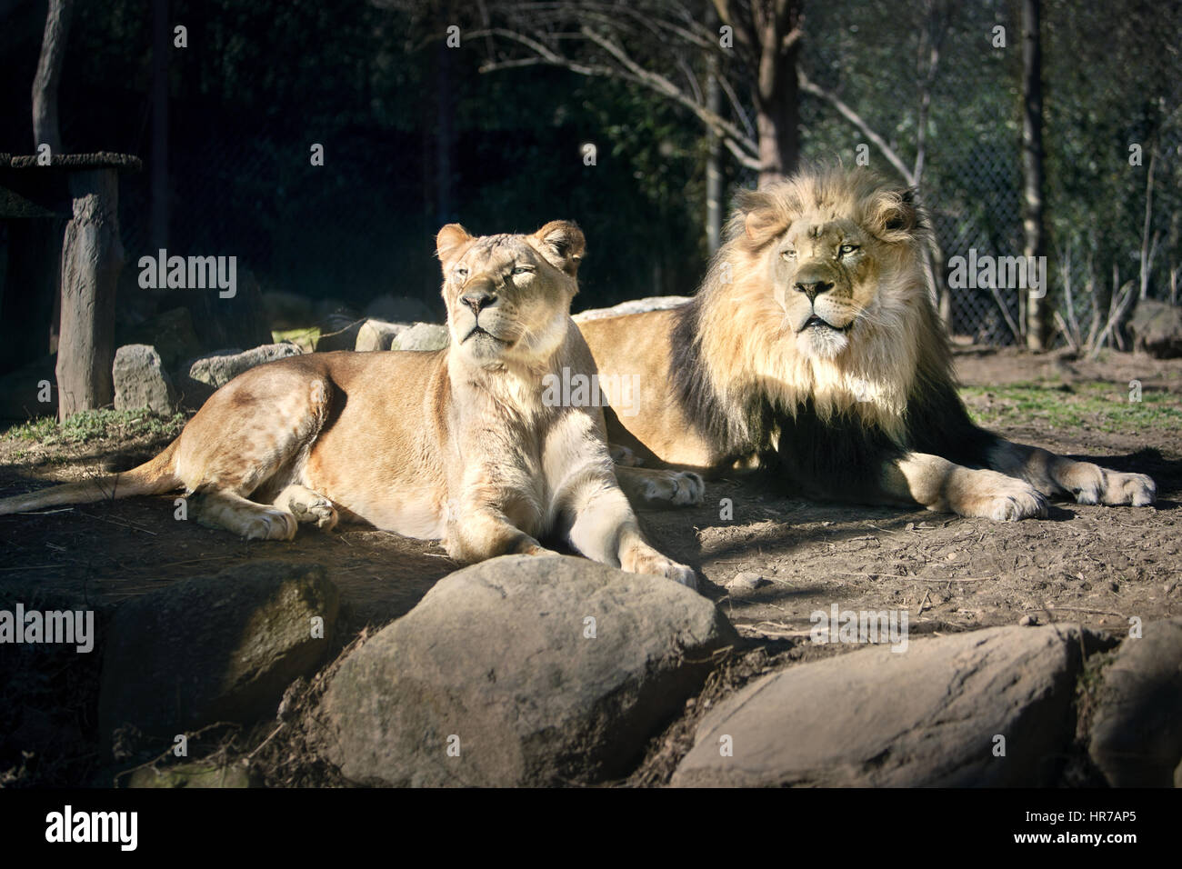 Löwe in der Sonne - Sonnen - Sunny Day Stockfoto