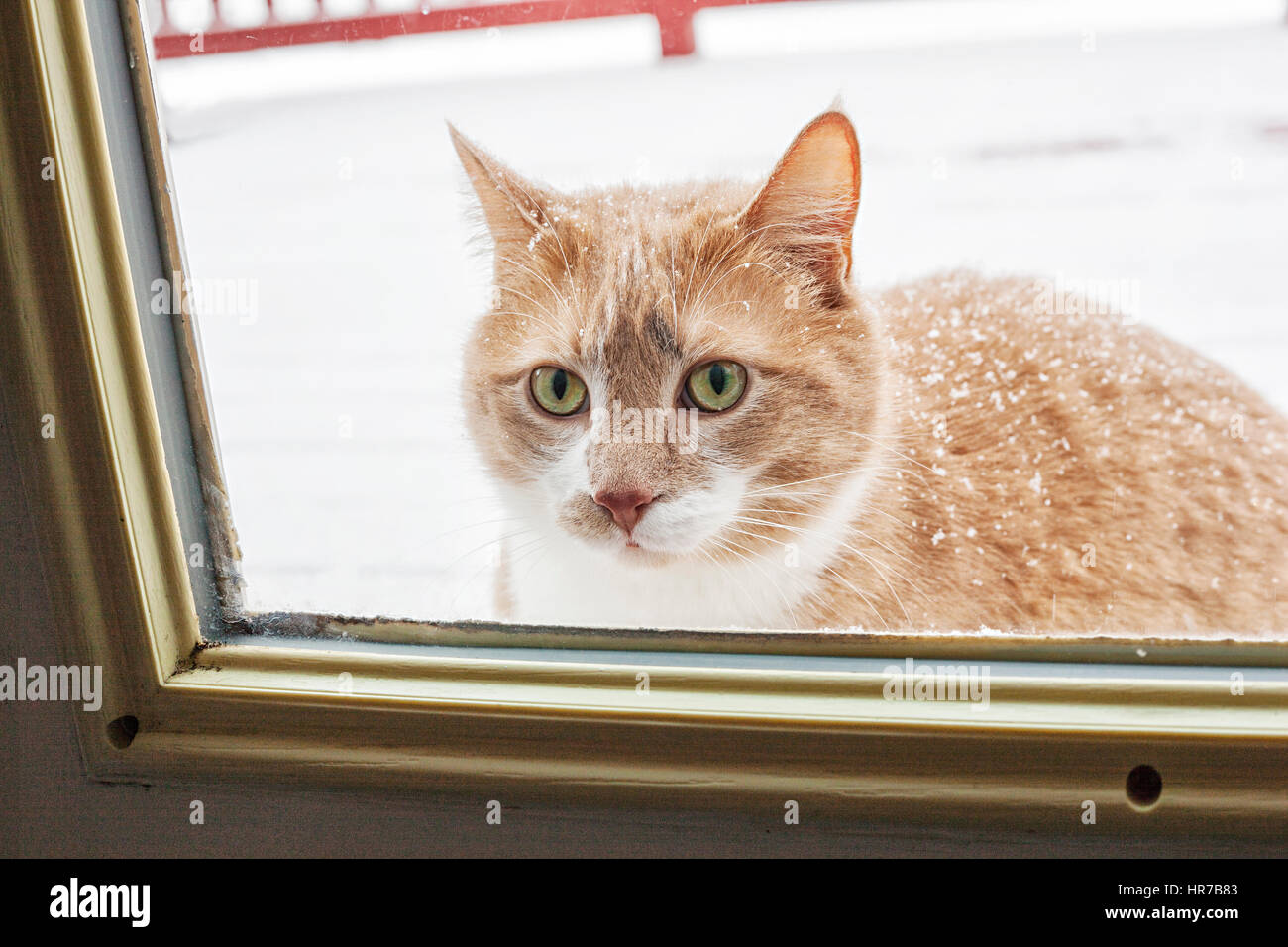Neugierigen Katze suchen Trog die Glastür Stockfoto