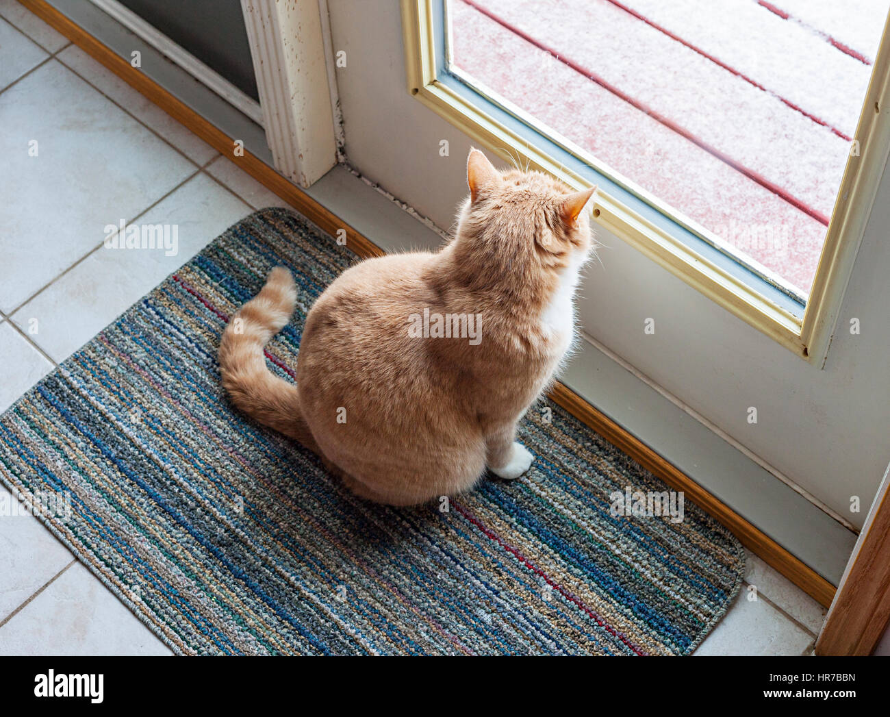 Katze sitzt vor der Glastür und Blick Stockfoto