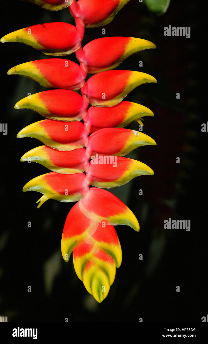 Rot Heliconia (Heliconia Pendel), blühend, Mauritius, Garten 1819 Kolonialhaus Le Saint Aubin, Anturie, Le Saint Aubin, eine schöne planta Stockfoto