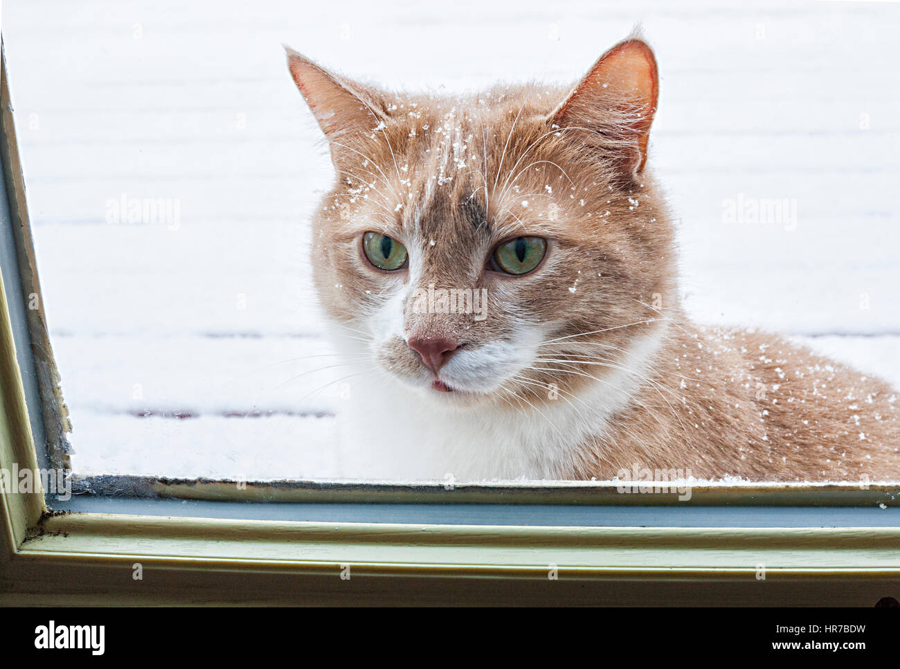 Katze vor Glastür sitzen und darauf warten, ins Haus zu kommen Stockfoto