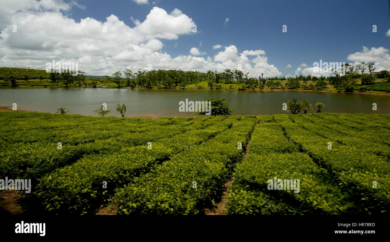 Mauritius, Teeplantage, Teefabrik Bois Chéri., Mauritius, Teeplantage, Bois Cheri Teafactory, See, Wolken Stockfoto