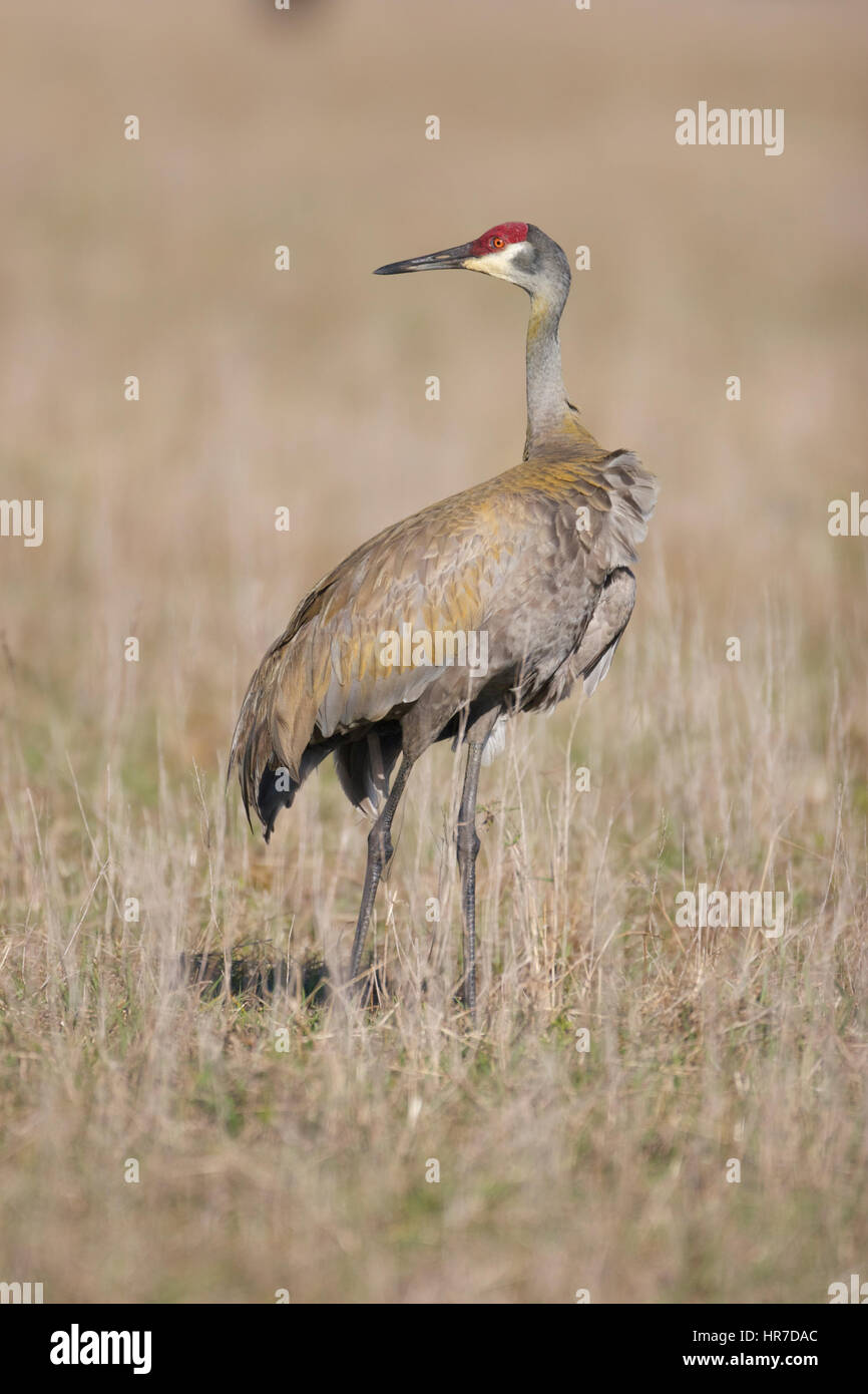 Sandhill Kran hohen braunen Gras mit Kopf drehte über Körper Stockfoto