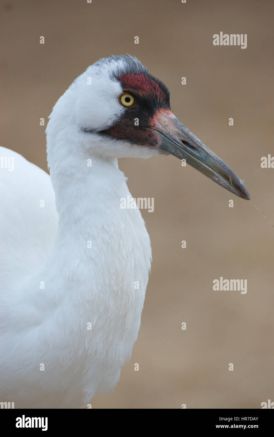 Kritisch gefährdete Schreikranich, Grus Americana, Porträt mit Tan Hintergrund Stockfoto
