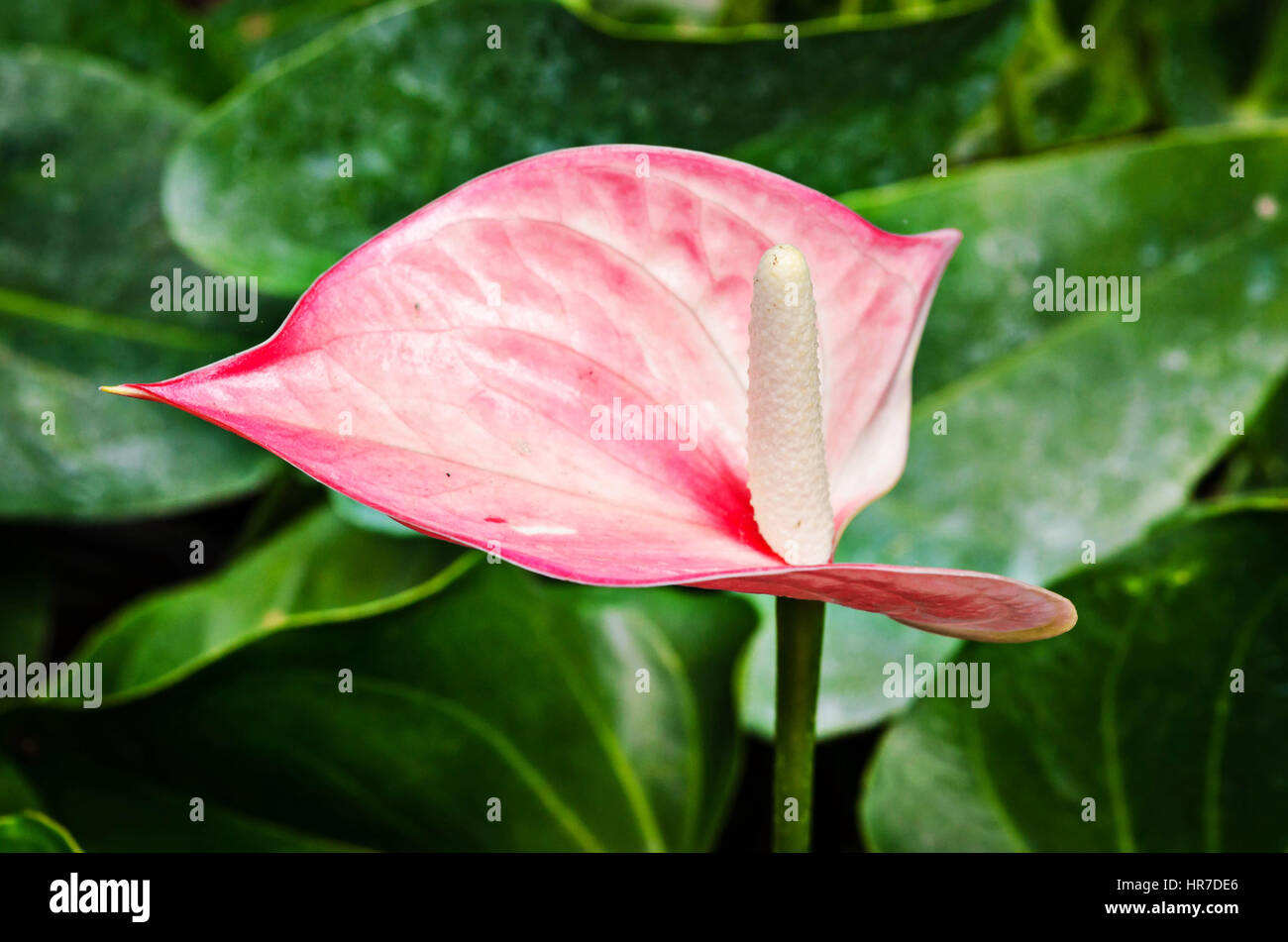 Rosa Flamingo Blume blühen im Garten. Stockfoto