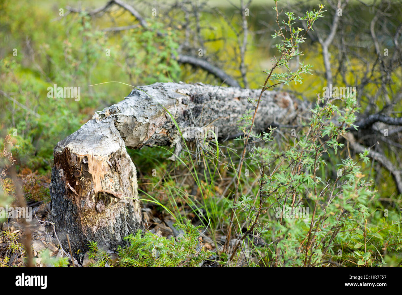 Ein Biber gekaut Baum heruntergefallen im Denali Nationalpark in Alaska. Stockfoto