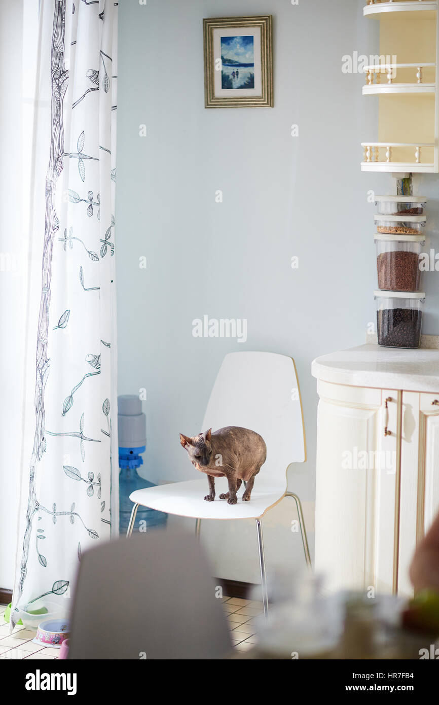 Innenraum der modernen Küche: Sphynx Katze auf weißen Tisch, kleine Malerei mit Nachtstück an Wand, Behälter mit Kurzwaren Standi hängen Stockfoto