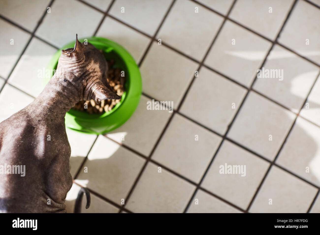 Sphynx-Katze sitzt neben grüne Schüssel mit Trockenfutter und Essen es mit Appetitlosigkeit, erhöhte Ansicht Stockfoto