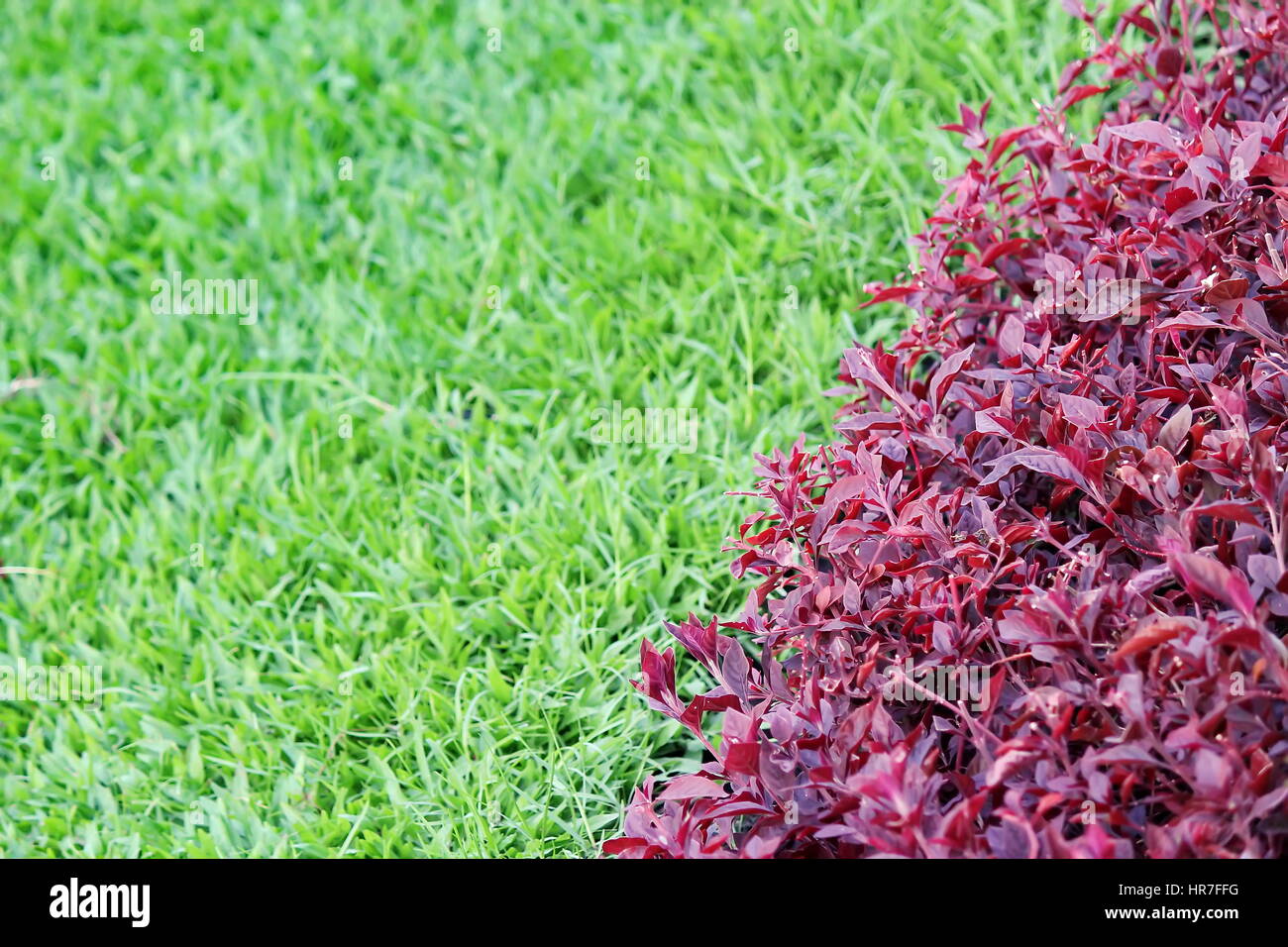 Zwei Ton Gräser in einem öffentlichen Park Stockfoto