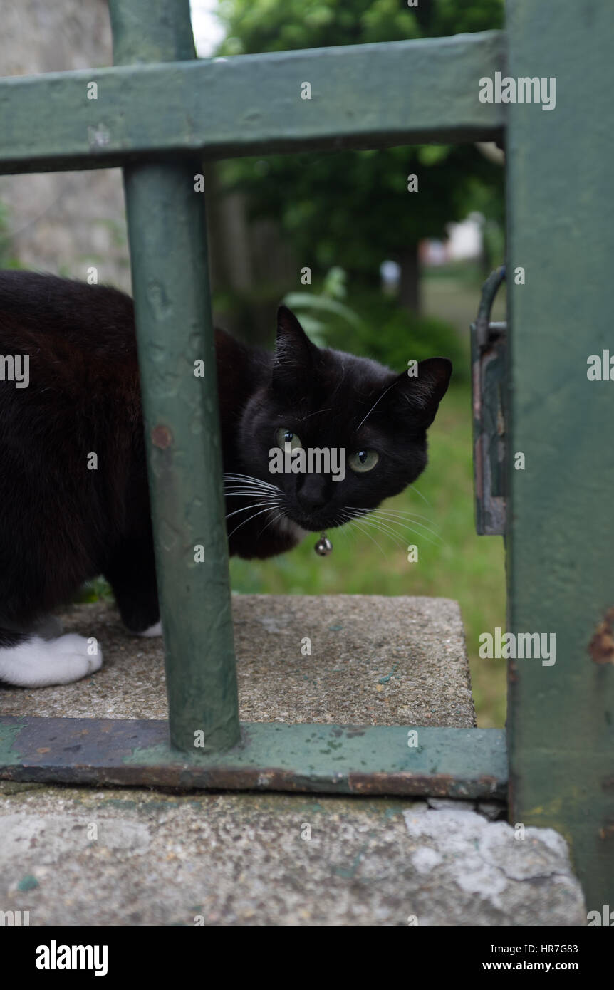 Porträt einer schwarzen Katze auf dem Zaun Stockfoto