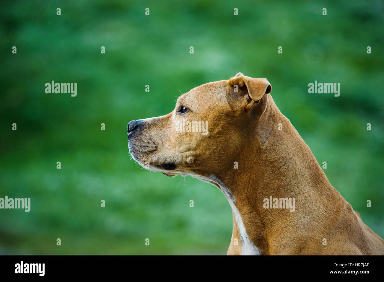 American Pit Bull Terrier Hund Stockfoto
