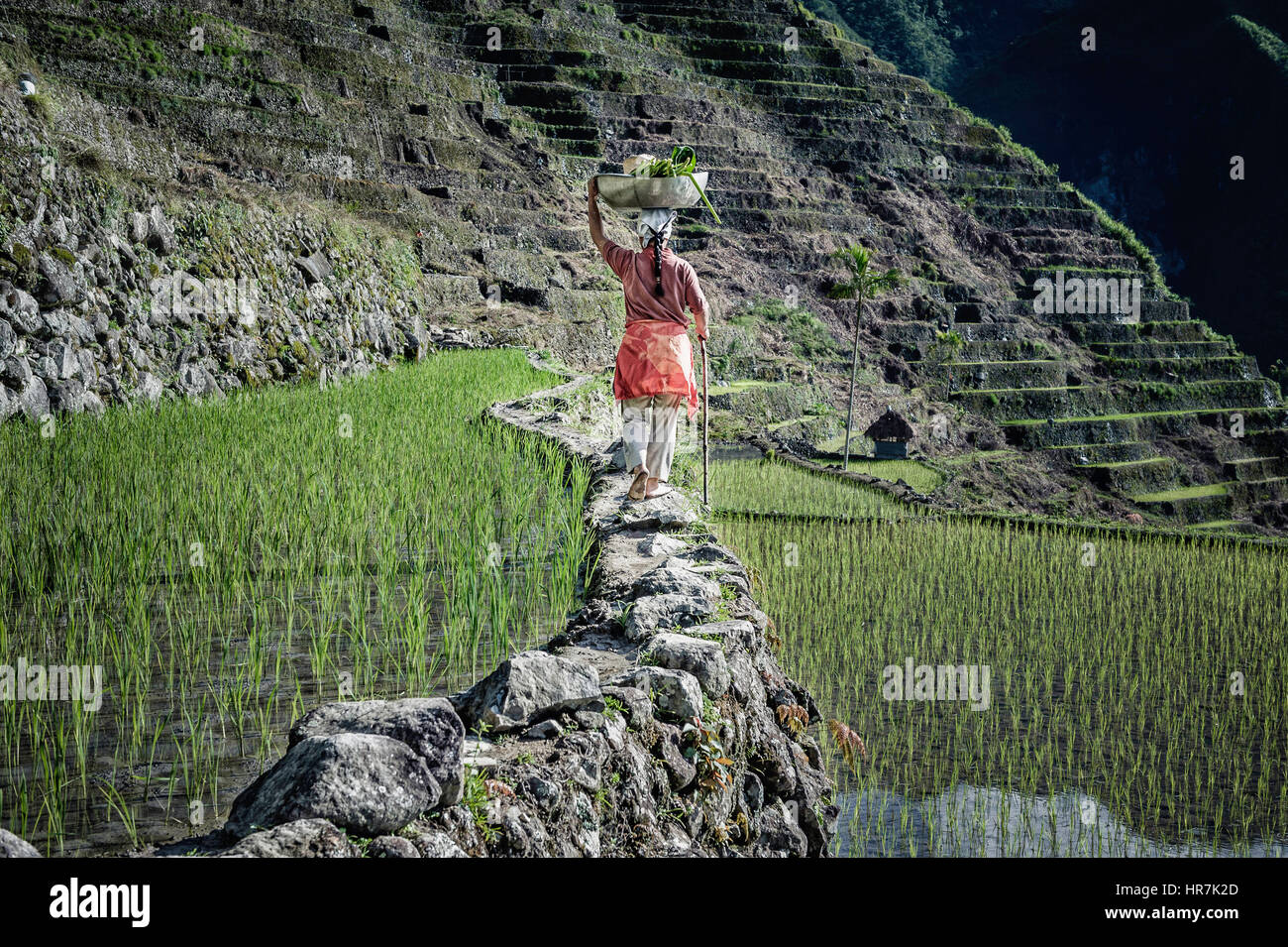 Frau zu Fuß entlang der Reisterrassen mit einer Last auf dem Kopf. Stockfoto