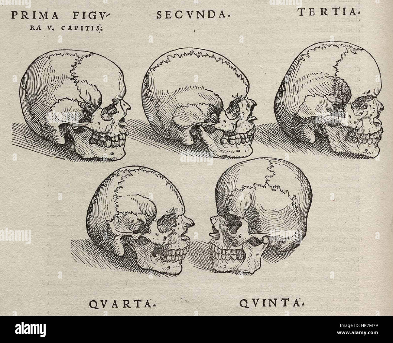 Die „Fabrica“ von Andreas Vesalius zeigt detaillierte anatomische Illustrationen, darunter Darstellungen von Schädeln. Diese Illustrationen waren bahnbrechend in der Erforschung der menschlichen Anatomie und hoben die Struktur und Funktion des menschlichen Schädels hervor. Stockfoto